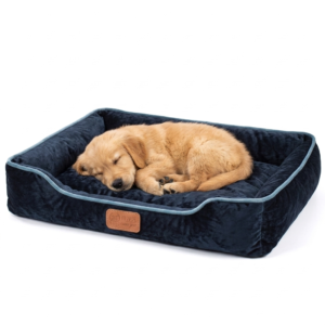 Home golden retriever puppy sleeping 202608311940